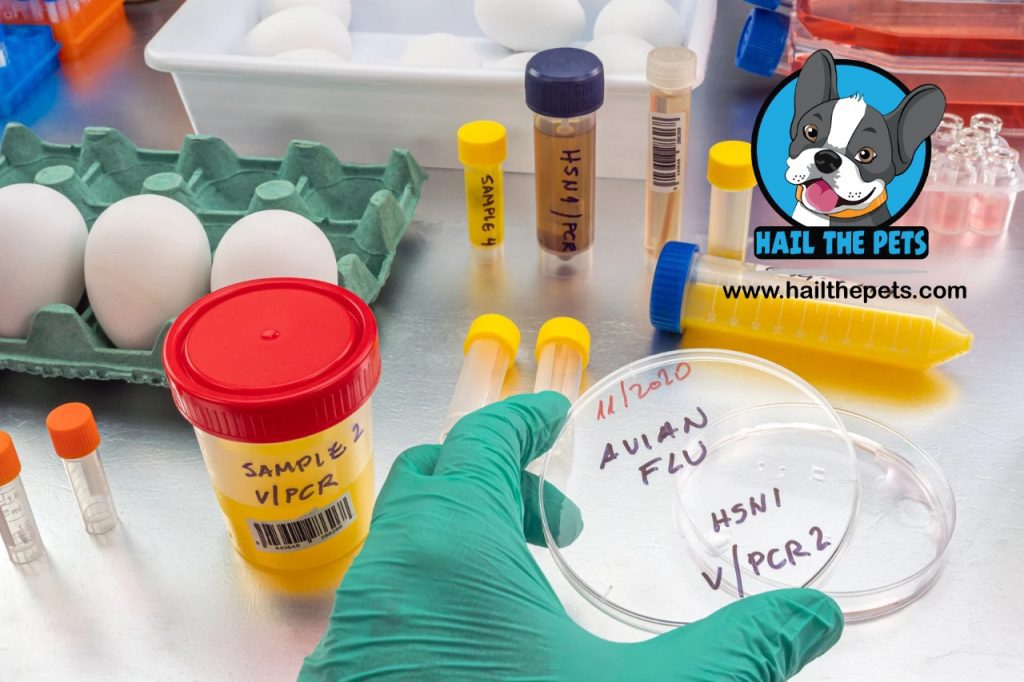 
H5N1 infections in cats and dogs 