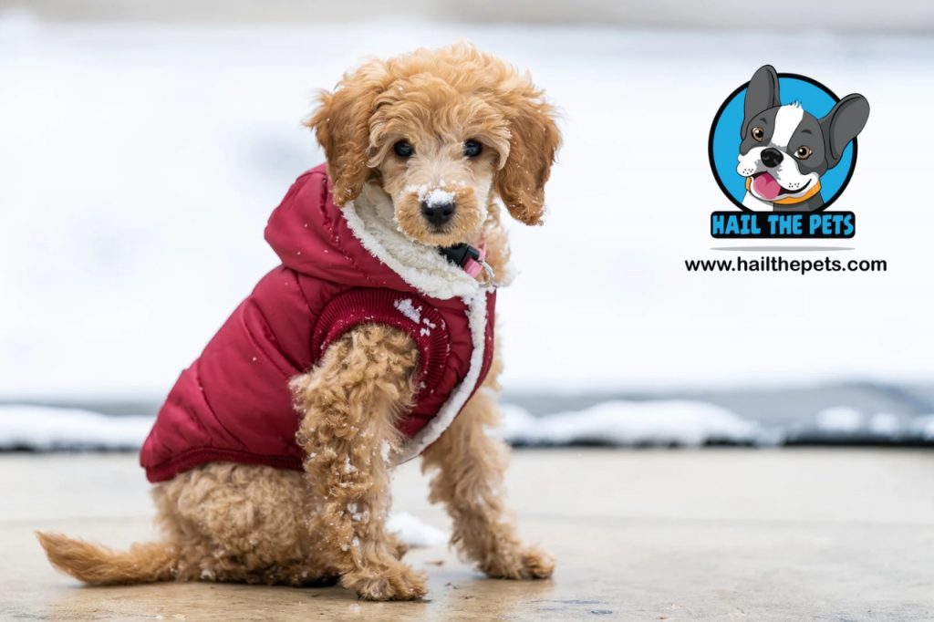 best winter coats for dogs