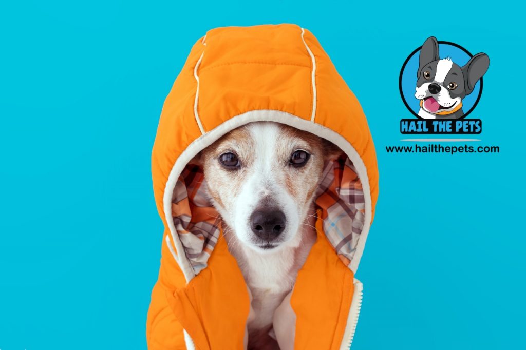 how to measure a dog for a coat