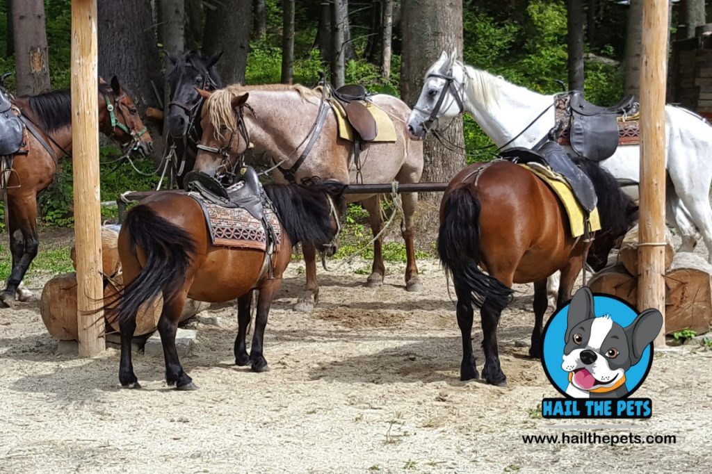 Signs of colic in horses
