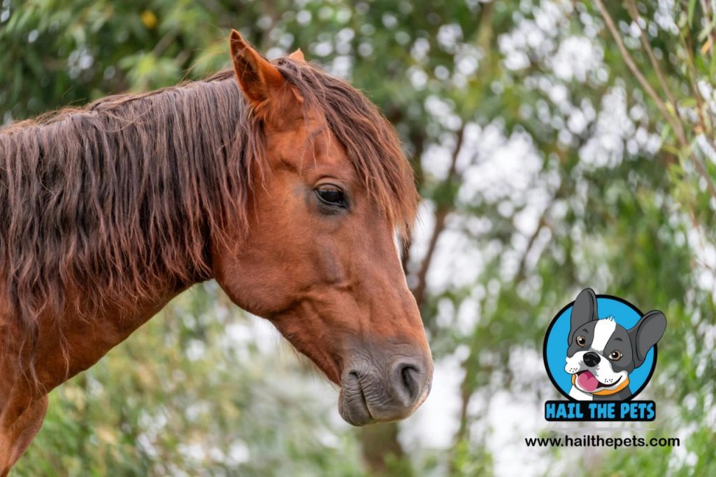 Emergency response to horse colic