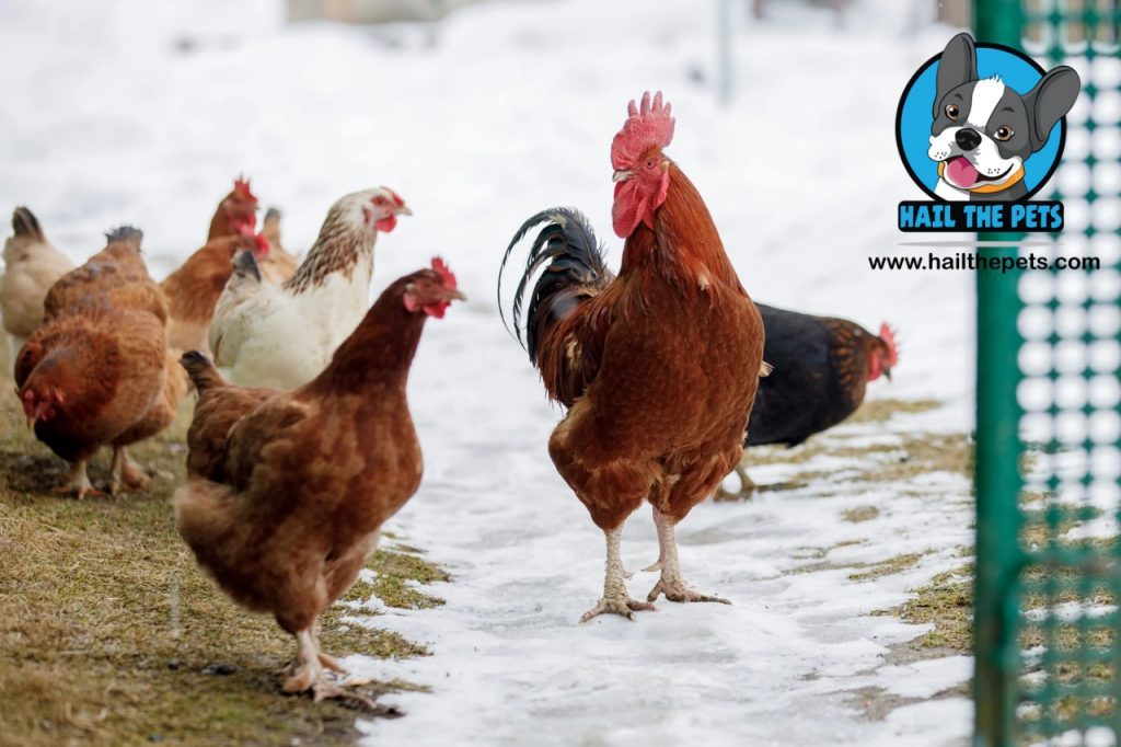 Backyard Chickens healthy
