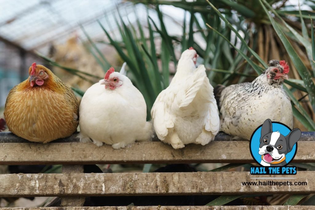 How to keep chickens warm in winter