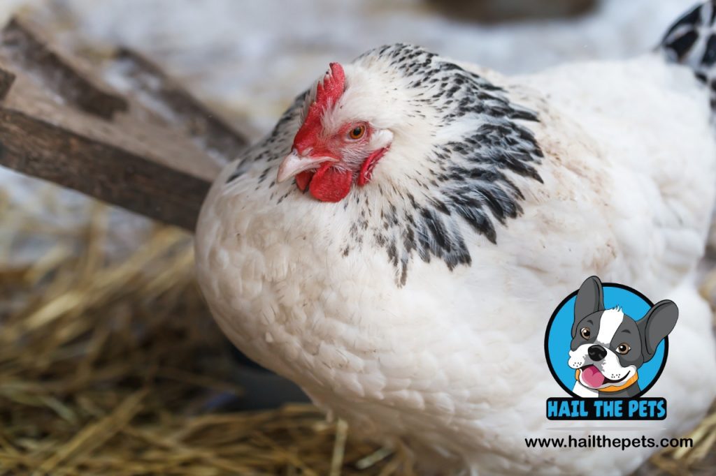 Preventing frostbite in chickens