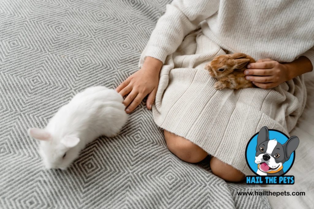 Rabbit housing and bedding 