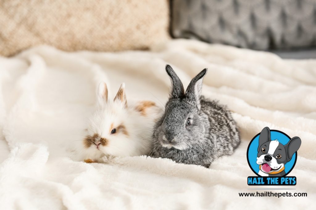 Best bedding materials for rabbits 
