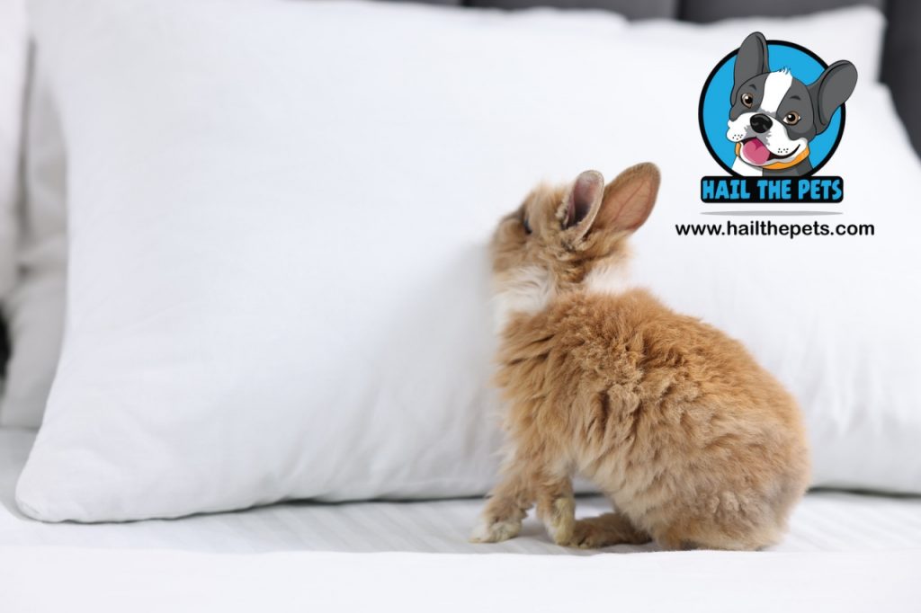 Safe bedding options for bunnies 