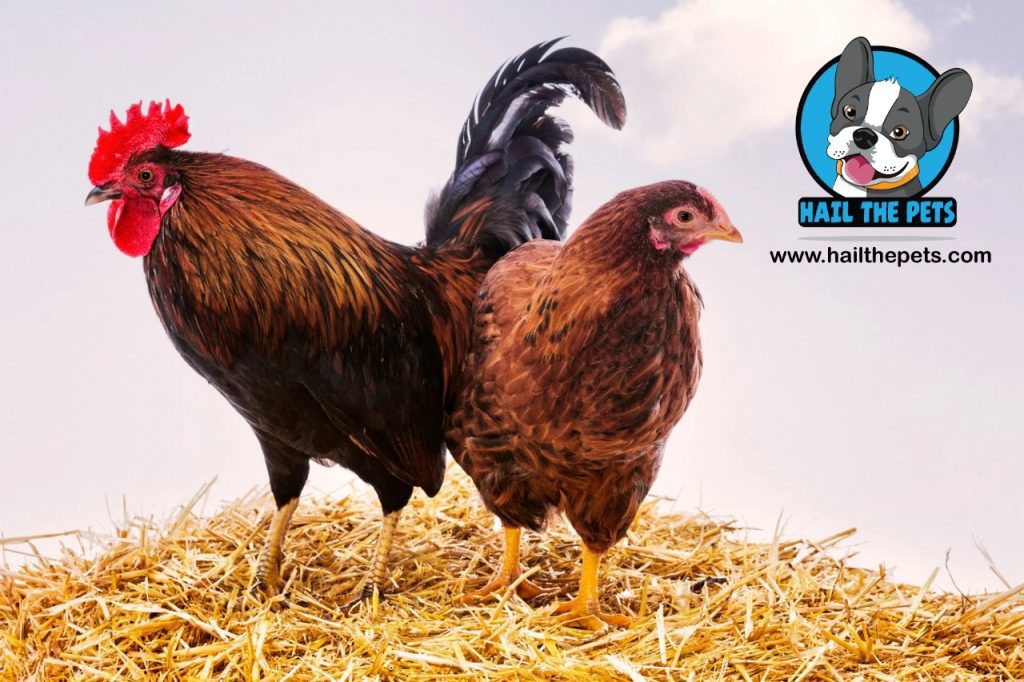 Raising backyard chickens