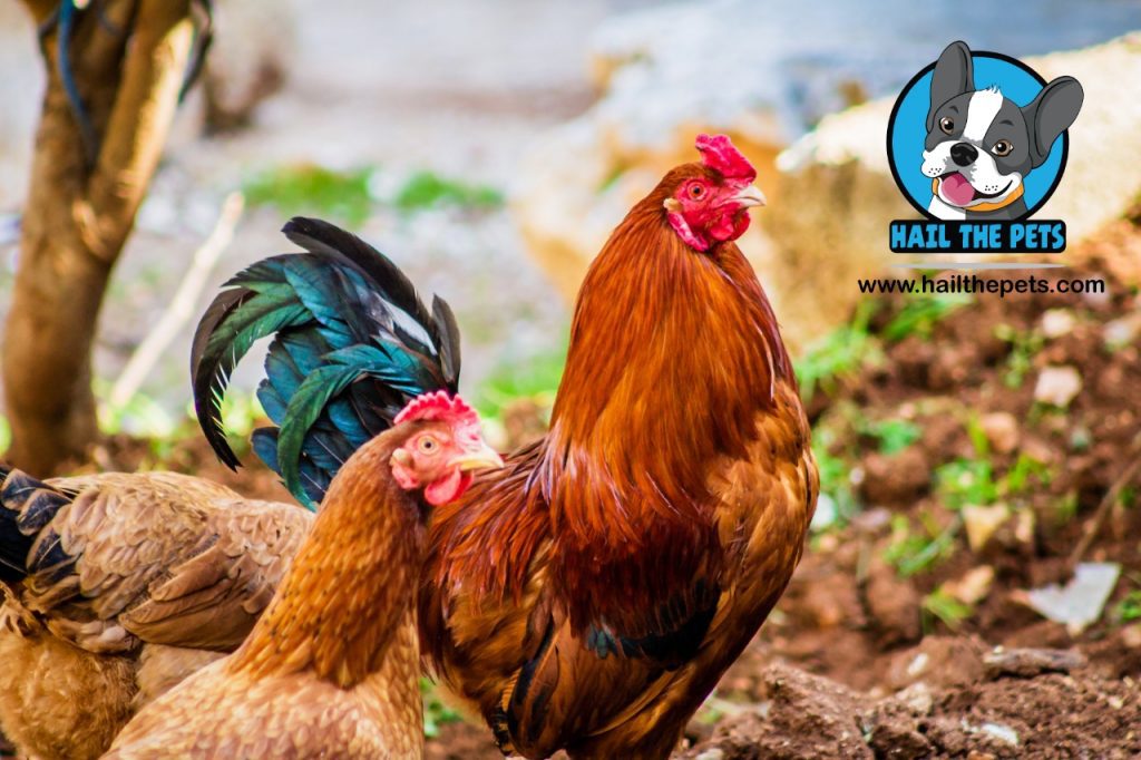 Cost of raising chickens vs. buying eggs