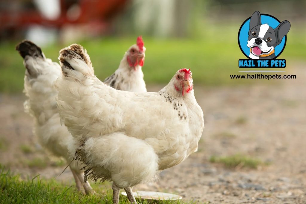 Backyard chicken coop setup costs