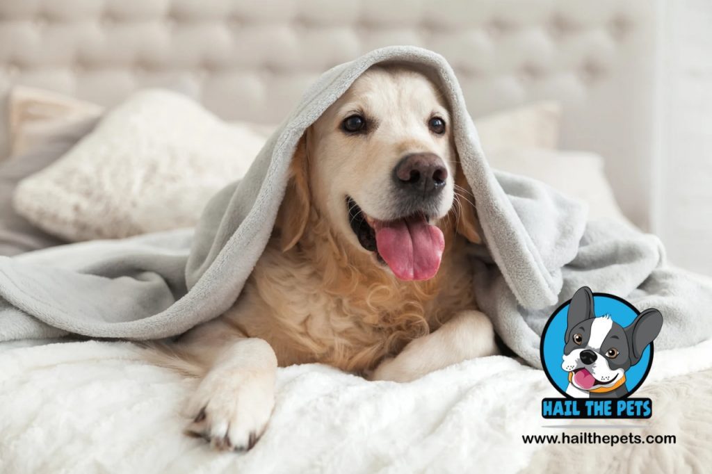 climate change and pets