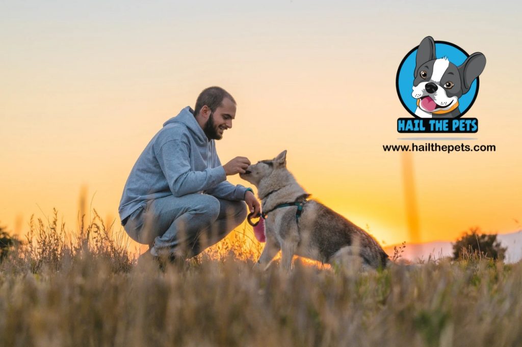 pets in heatwaves safety