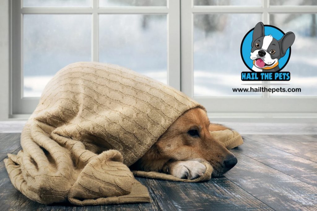 natural disaster pet safety