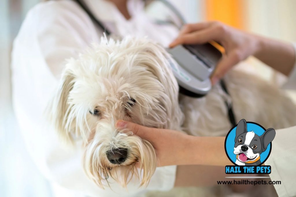  pet identification trends