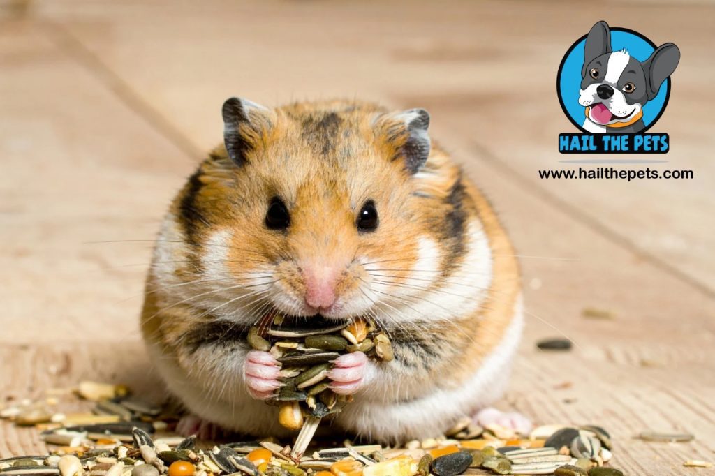 Toxic foods for hamsters