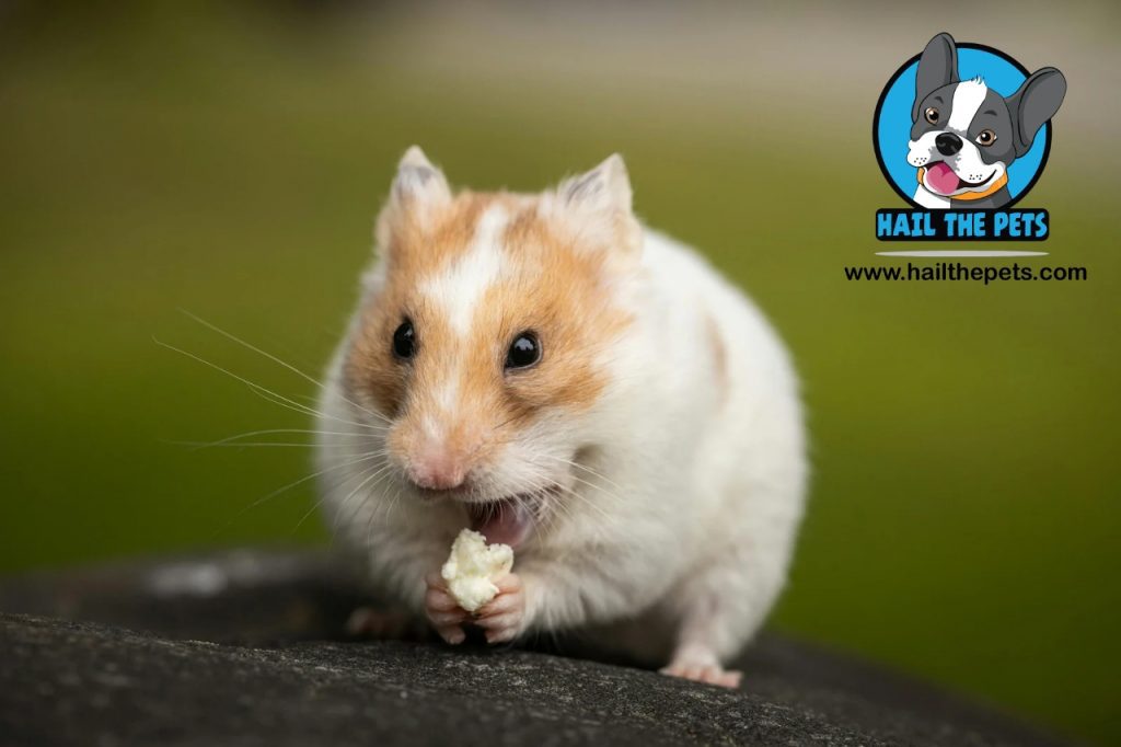 Can hamsters eat chocolate?