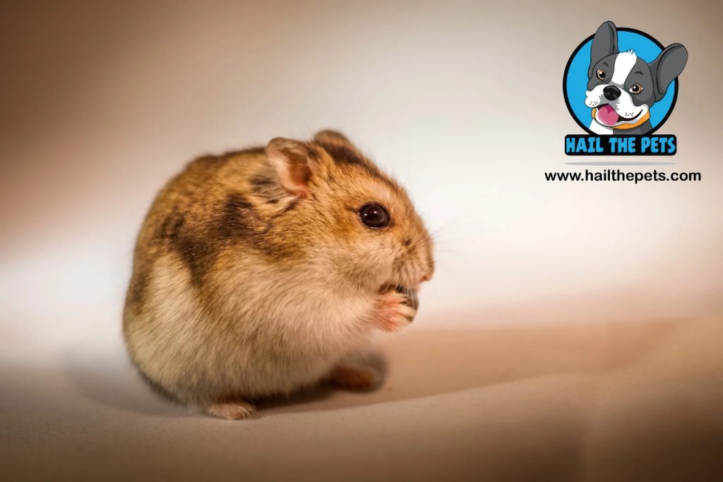 Dangers of feeding hamsters citrus fruits 